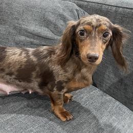 Sophia - Dachshund