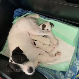 Jack Russell Terrier puppies from Marvel Lane Jack Russell Terriers