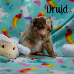 Druid - Red merle male Australian Shepherd puppy in Benton City, Washington from Eventide Australian Shepherds