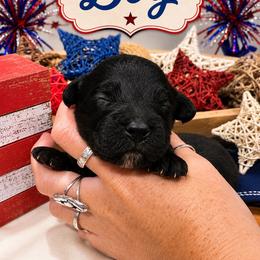 Walker - Black and white male Aussiedoodle puppy in Abbeville, South Carolina from Double E Doodles