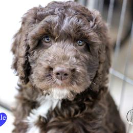 Mr Blue - Liver and white male Springerdoodle puppy in Kendall, New York from Family Raised Doodles