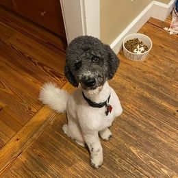Aussiedoodles, Bernedoodles, Bernese Mountain Dogs, and Poodles from NEK Doodles