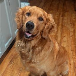 Daisy - Golden Retriever