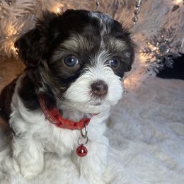 Girl 1 - Black and tan brindle Havapoo puppy in Tropic, Utah from Lady Paws-Kara
