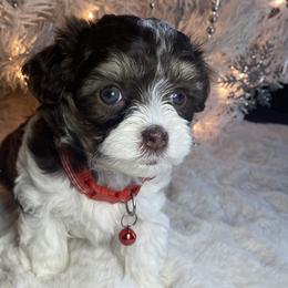 Girl 1 - Black and tan brindle Havapoo puppy in Tropic, Utah from Lady Paws-Kara