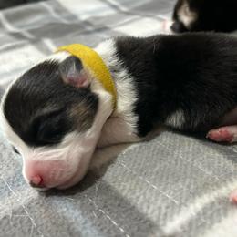 Boy 4 - Black and white male American Corgi puppy in Cocoa, Florida from Cascadian Space Coast Corgis LLC