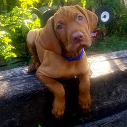 Vizslas from Farm In The Ferns Vizslas