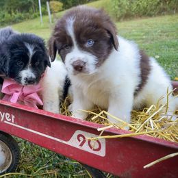Assorted Doodle Crosses, Newfoundland, and Sheepadoodle Puppies from Sweet Creek Pups