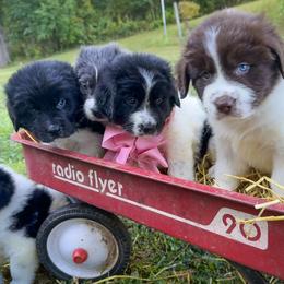 Assorted Doodle Crosses, Newfoundland, and Sheepadoodle Puppies from Sweet Creek Pups