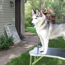 Meena - Siberian Husky