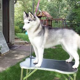 Meena - Siberian Husky