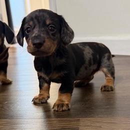Timber - Dapple male Dachshund puppy in Live Oak, Florida from Johnson’s Weiner Farm