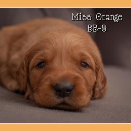 BB8 - Dark golden female Golden Retriever puppy in Driggs, Idaho from SK Golden Retrievers