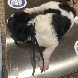 Zeus - Parti male Poodle puppy in Mobile, Alabama from Semmy’s Standard Poodle LLC