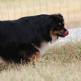 Ferra - Miniature Australian Shepherd