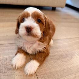 Dolly - Red  female Goldendoodle puppy in Glendale, Arizona from Follow Your Bliss Doodles