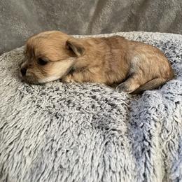 Annie - Gold female Morkie puppy in Taylorsville, North Carolina from Mountain Top Hot Tailz