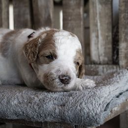Goldendoodle Puppies from Best Doodles