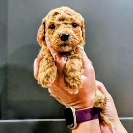 Jumba - Red  male Goldendoodle puppy in Forest, Ohio from Mini Doodle Buddies