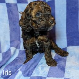 Iris - Brown and tan female Cockapoo puppy in Sunset, Louisiana from Cano Cockapoos