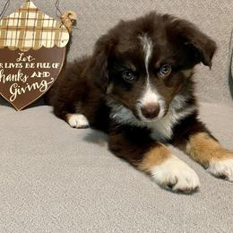 Miniature Australian Shepherd Puppies from Arch Hill Mini Aussies