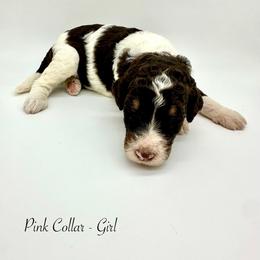 Willow - Tri-color female Bernedoodle puppy in Thornville, Ohio from Four Front Doodles & Friends