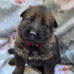 Sable male GERALD - Sable male German Shepherd puppy in Buckfield, Maine from Levesques German Shepherds