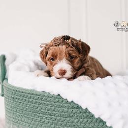 Bernedoodle and Goldendoodle Puppies from Hommel’s Mini Darling Doodles