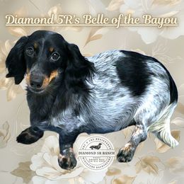 Belle - Dachshund