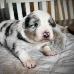 Jan - Blue merle female Miniature Australian Shepherd puppy in Bethany, Illinois from Rachel at Marrowbone Creek Aussies