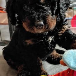 Bernedoodle Puppies from Kiya's Bernedoodles