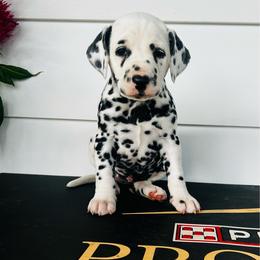 Female 3 - White and black female Dalmatian puppy in Fayette, Missouri from Lazy B Bassets and Dalmatians