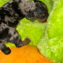 Woody - Dapple male Dachshund puppy in Williston, Florida from Teenie Weenie Dachshunds