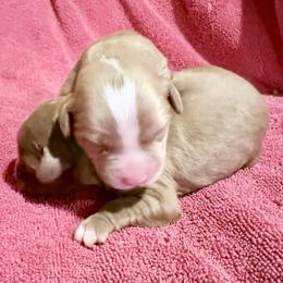 Girl 5 - Cream female Cavapoo puppy in Bloomfield, Iowa from Schooley Doodles