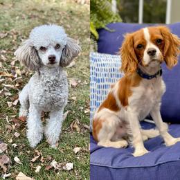 Cavapoo puppies from Shining Star Doodles
