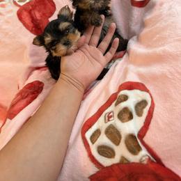 Yorkshire Terrier puppies from BabydollYorkiesofTexas