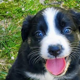 Australian Shepherds from High Country Australian Shepherds