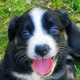 Australian Shepherds from High Country Australian Shepherds