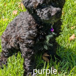 Purple collar - Black and white female Assorted Doodle Crosses puppy in Mt Pleasant, Texas from Hippdoodranch