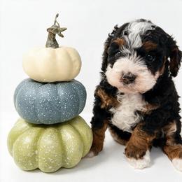 Zendaya - Tri-color female Bernedoodle puppy in Columbus, Montana from Montanas Mountain Bernedoodles
