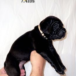 Cane Corso Puppies from Rock Creek Cane Corso