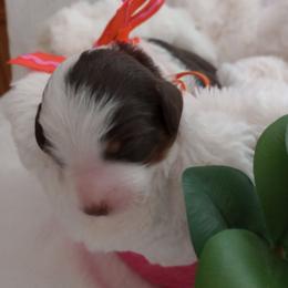 Baby Ruth - Brown and white female Bernedoodle puppy in Fairfield, Illinois from Positively Doodles