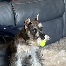 Miniature Australian Shepherd, Miniature Schnauzer, and Toy Australian Shepherd All Grown Up from Roses Halfpint Ranch