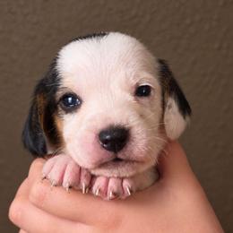 Toto - White black and tan male Beagle puppy in Lake City, Florida from Sunkissed Beagles
