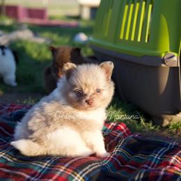 Blossom - Chocolate merle female Pomeranian puppy in Saint Ignatius, Montana from Pomeranians Montana