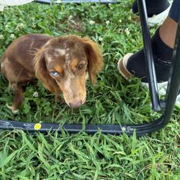 Penelope - Dapple female Dachshund puppy in Mountain Home, Arkansas from Furry Friends Kennel