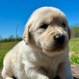 River - Light golden male Golden Retriever puppy in Doniphan, Missouri from Stockford’s Golden Retrievers