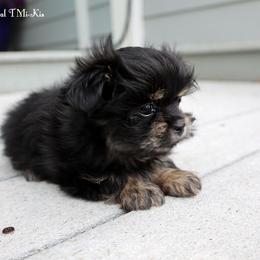 Venus - Black female Mi-Ki puppy in Elizabeth, Colorado from Royal T Mi-Kis