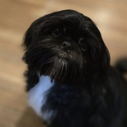 Shih Tzus from Yahaira Toro