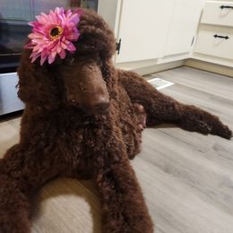 Taya - Poodle